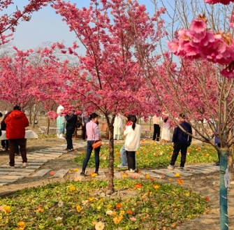 《醉太平·绛樱雅集》