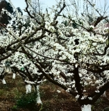 《鹧鸪天·清流小聚》