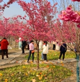 《醉太平·绛樱雅集》