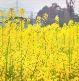 《南州春色·川西坝子踏春》