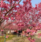 《一剪梅·绛樱院》