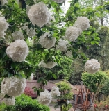 《谢池春慢·院有繁花 心有清欢》