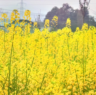 《南州春色·川西坝子踏春》