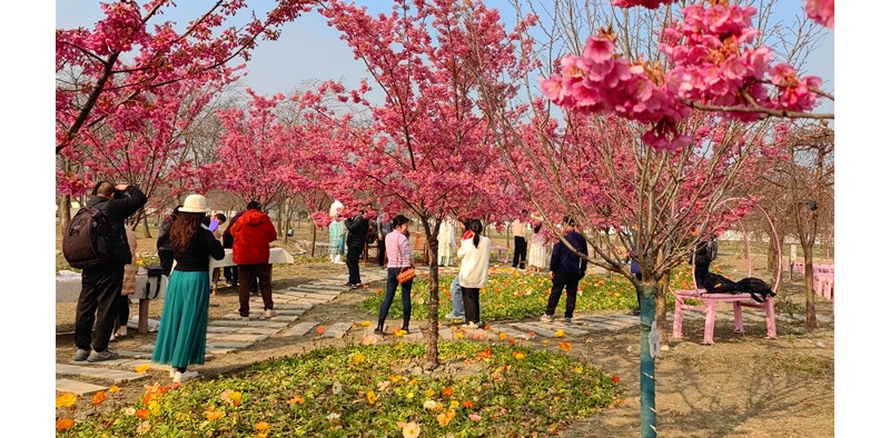 《醉太平·绛樱雅集》
