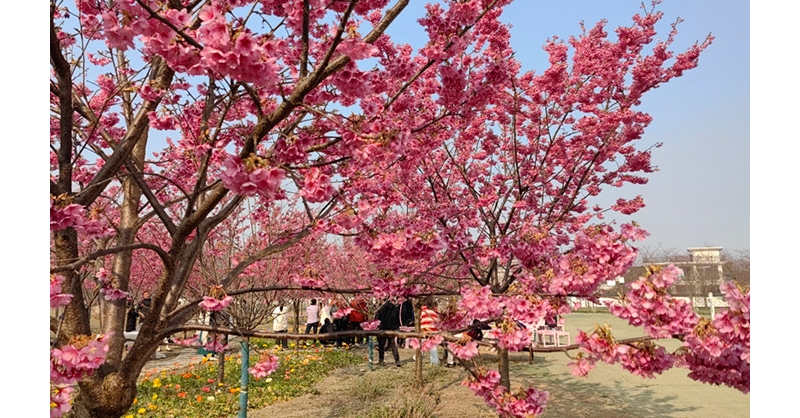 《一剪梅·绛樱院》