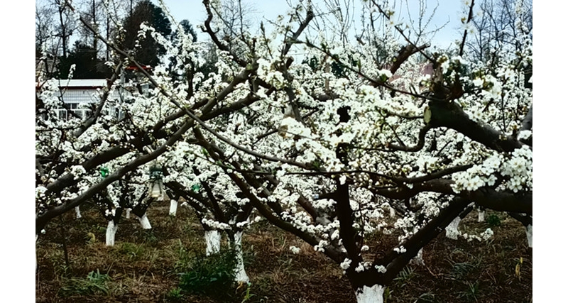 《鹧鸪天·清流小聚》