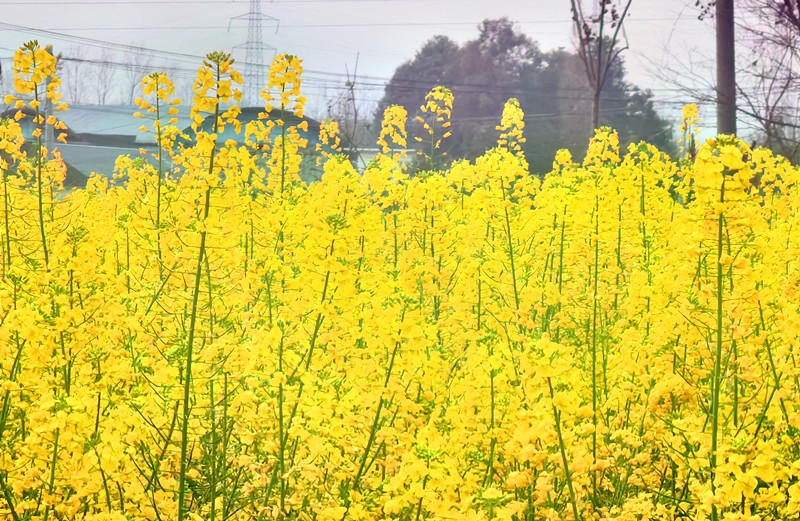 《南州春色·川西坝子踏春》