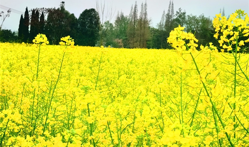 《一丛花·观高架村油菜花海》