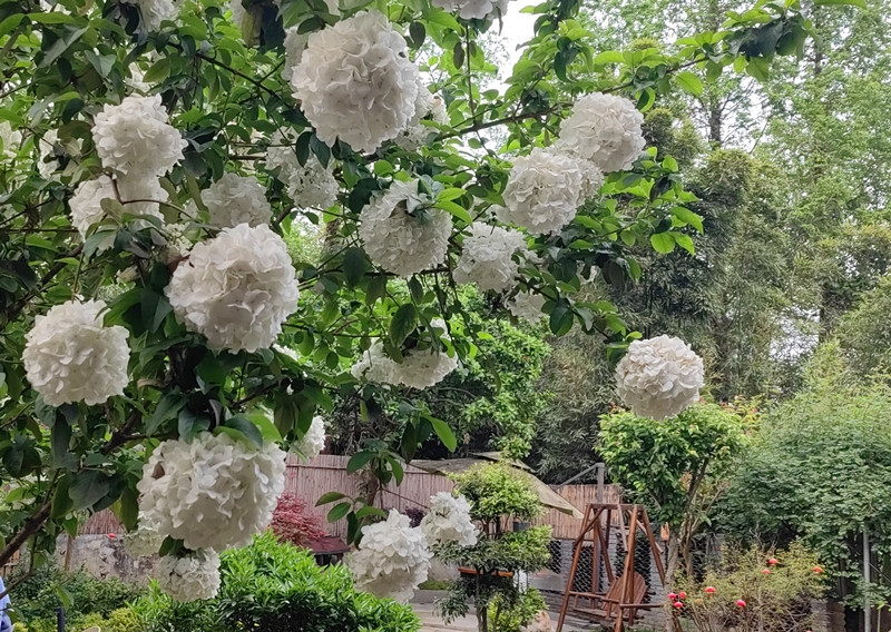 《谢池春慢·院有繁花 心有清欢》